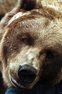 Photo of Bart The Bear