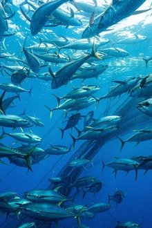 Thunfisch---Der-bedrohte-Jäger