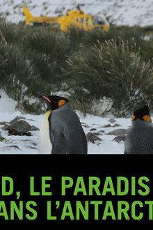 Bird Island - Allein unter Pinguinen