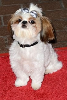 Photo of Bonny
