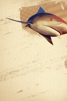 Bullshark-Showdown