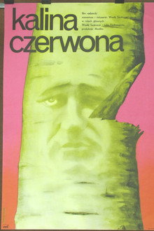 Kalina czerwona