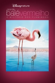 Poster do filme Grande Balé Vermelho: O Mistério dos Flamingos