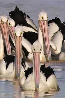 Die Reise der Pelikane - Australiens Outback-Wunder