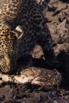 Africa's Fishing Leopards