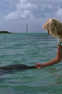 Eye of the Dolphin