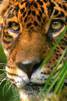 Wild Amazon