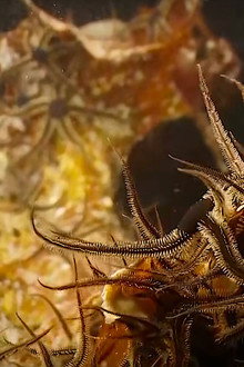 Alien Reefs