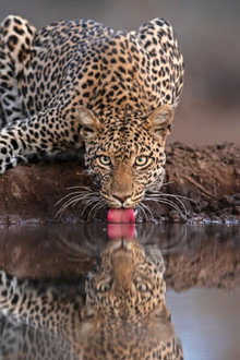 Mashatu: Land of Leopards