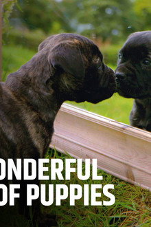 The Wonderful World of Puppies