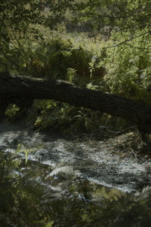 SILVA NATURA