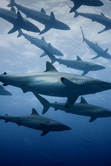 Extinct or Alive: Land of the Lost Sharks