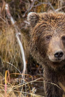 Yukon's Wild Grizzlies