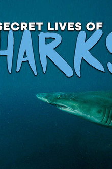The-Secret-Lives-of-Sharks