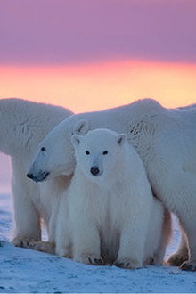 Kingdom of the Polar Bears