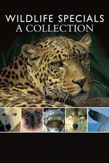 Poster da série Wildlife Specials