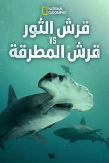 قرش الثور vs قرش المطرقة
