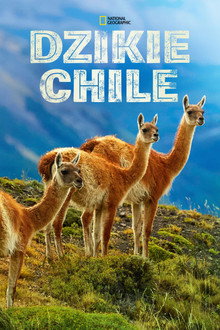 Dzikie Chile