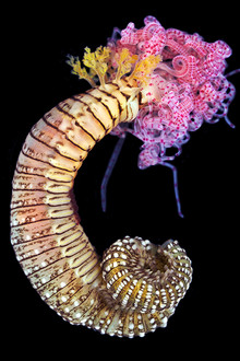 Reef Live