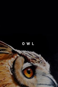 Owl Owl