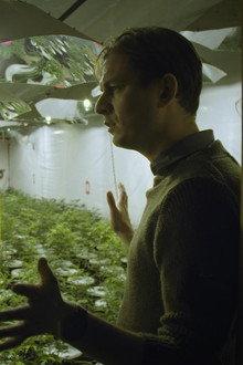 Cannabis illégal