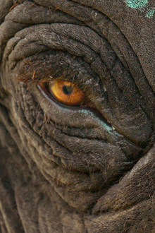 The Elephant Whisperers