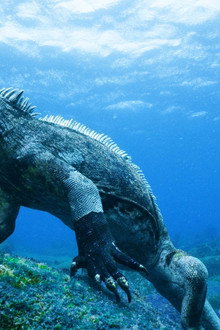 Galapagos 3D: Nature's Wonderland