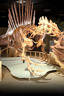 Top 10 Biggest Beasts Ever