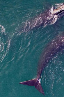 Saving the Right Whale