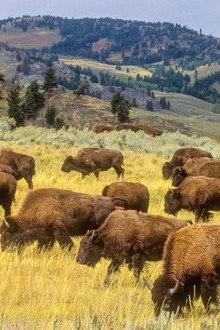 Yellowstone in Four Seasons