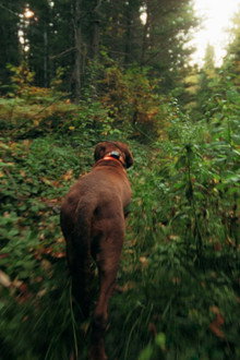 Chien de sang