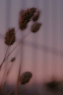 Growing Pains