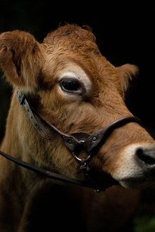Photo of Eve the Cow