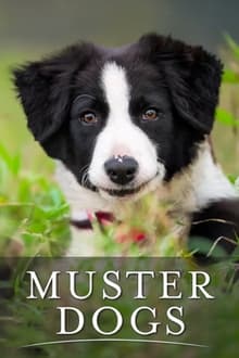 Poster da série Muster Dogs