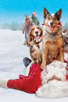 Hunde---Allein-zu-Haus