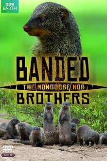 Poster da série Banded Brothers: The Mongoose Mob