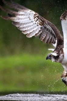 Osprey-Sea-Raptor