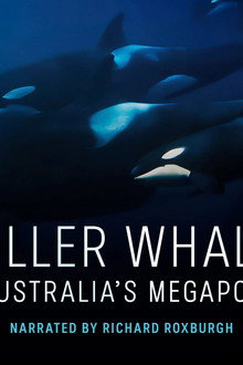 Killer Whale: Australia's Megapod