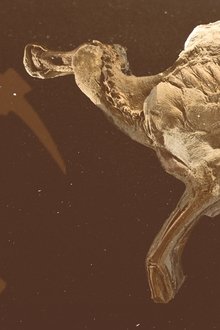 Secrets-of-the-Dinosaur-Mummy