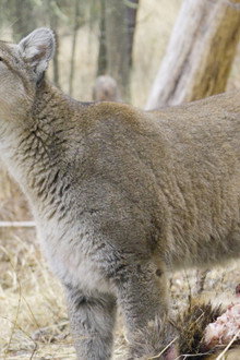 Willow: Diary of a Mountain Lion