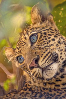 Olimba, Königin der Leoparden