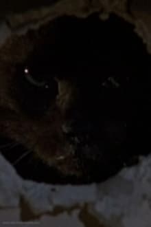 Poster do filme Il gatto nero