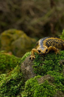 Los ultimos dragones de Oviedo