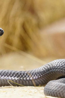 Serial serpents