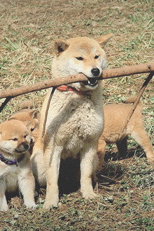 マリと子犬の物語