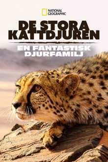 Big Cats: An Amazing Animal Family