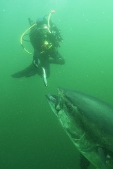 Bluefin