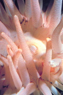 The Intertidal Zone