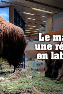 Ein Mammut-Projekt – Wiedergeburt ausgestorbener Arten