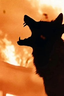 Coyotes